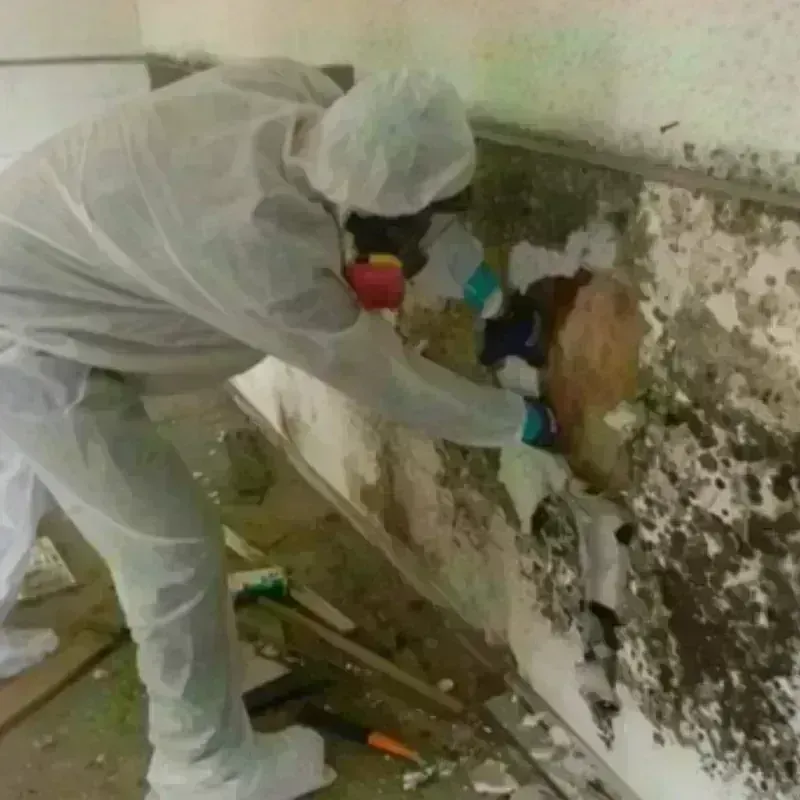 Mold Remediation and Removal in Canton, MO